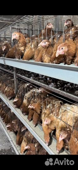 Несушки с доставкой на дом