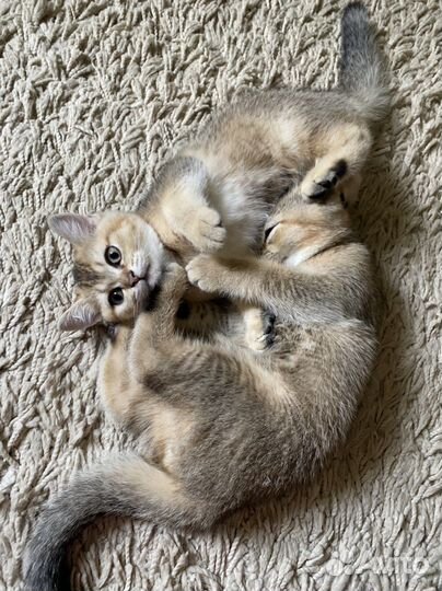 Котенок британская золотая шиншилла (девочка)