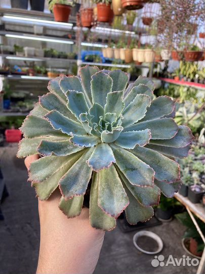 Теплица с суккулентами