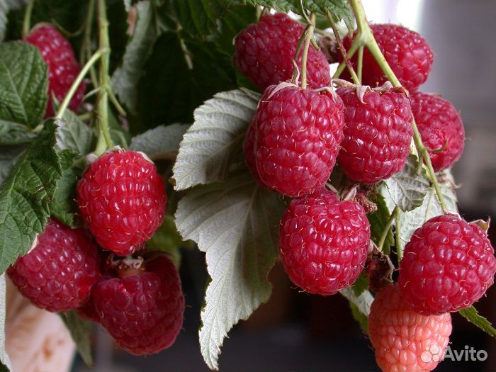 Саженцы малины кустовой крупноплодной