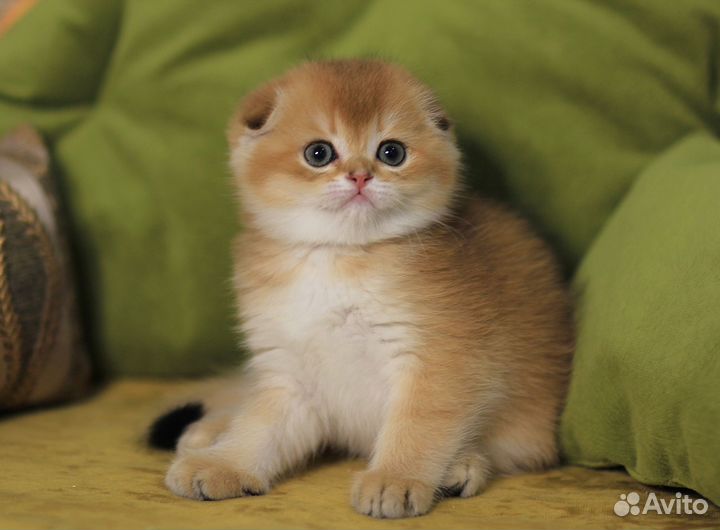 Шотландский мальчикфолдик