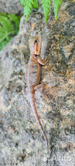 Бородатая агама