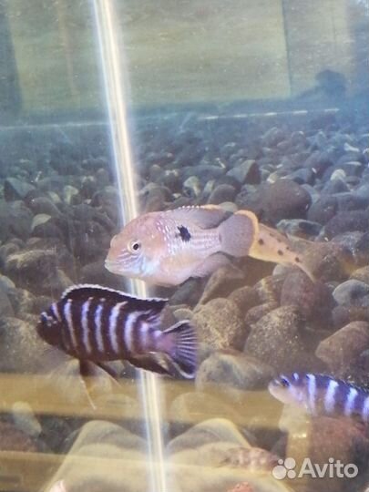 Цихлиды Еллоу Демасони Дельфин Мпанга Зебра Грунт