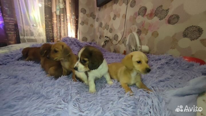 Собаки щенки