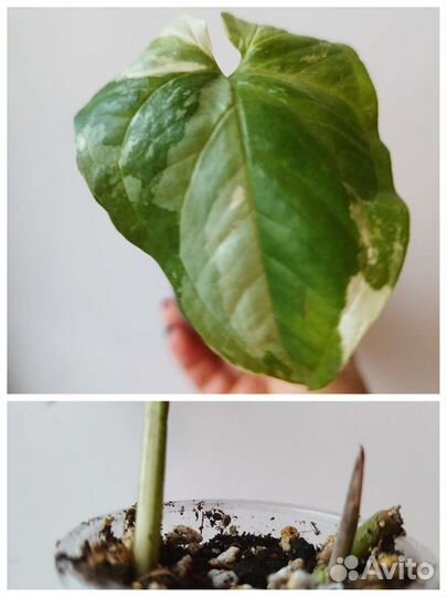 Сингониум, Сциндапсус, Эпипремнум