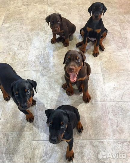 Щенки Добермана