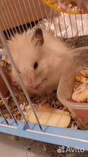 Хомячки бесплатно