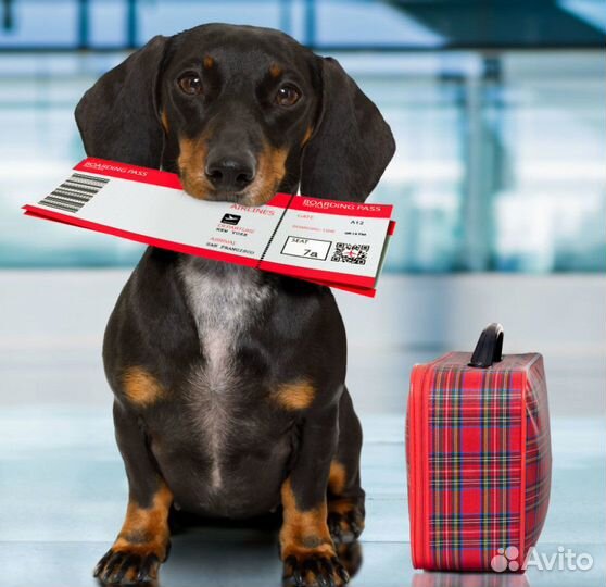 Услуги для кошек и собак авиаперелет, поезд, авто