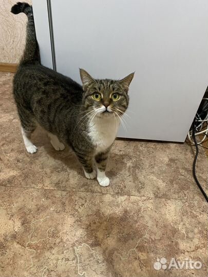 Кошки в добрые руки бесплатно