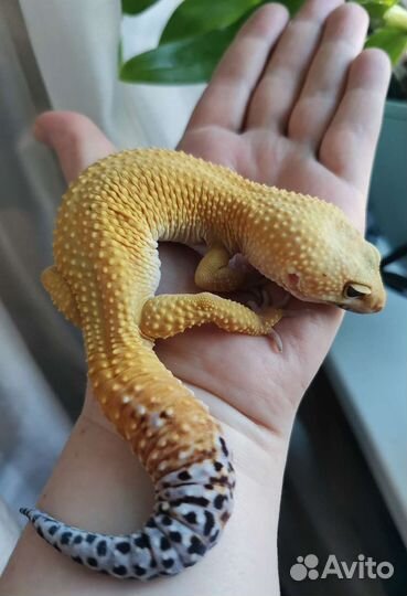 Эублефары самцы