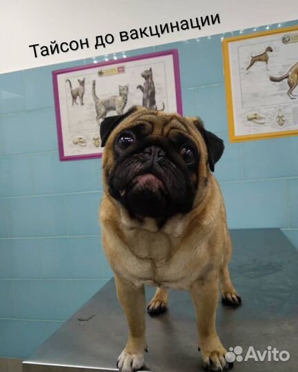 Ветеринарный врач