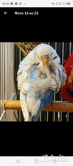 В продаже девочка птенец, возраст 2 месяца