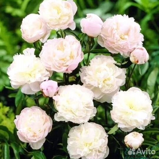 Пионы клубни Ширли Темпл