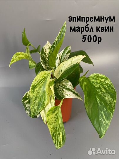 Эпипремнум марбл квин