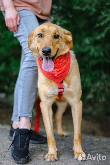 Баффи, очень умная собака ищет семью