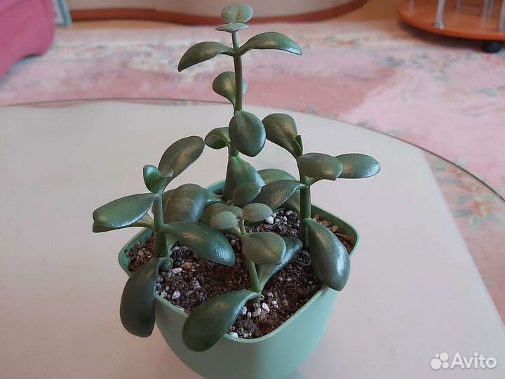 Разное Комнатные растения