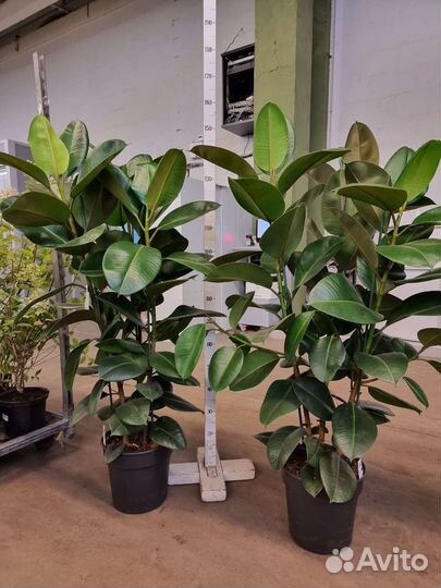 Фикус эластика робуста 3 ствола