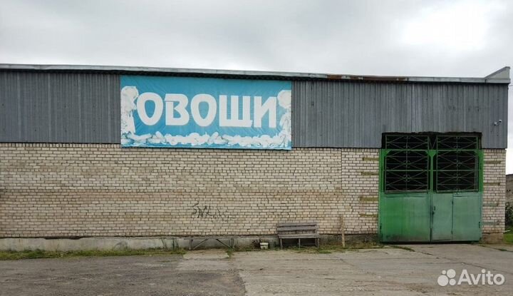 Картофель свежий урожай Бриз