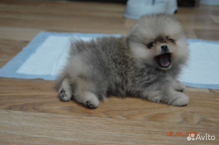 Померанский шпиц