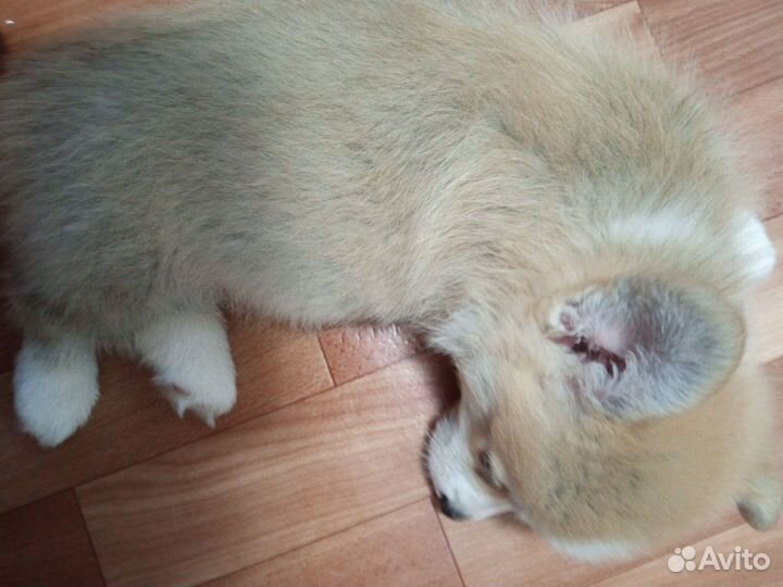 Собака корги