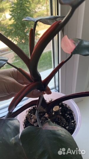 Филодендрон розовая принцесса