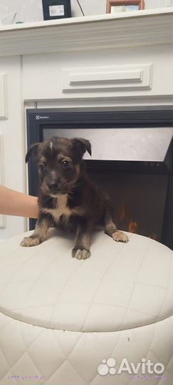 Отдам щенков девочек и мальчиков