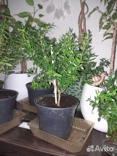 Мирт взрослый