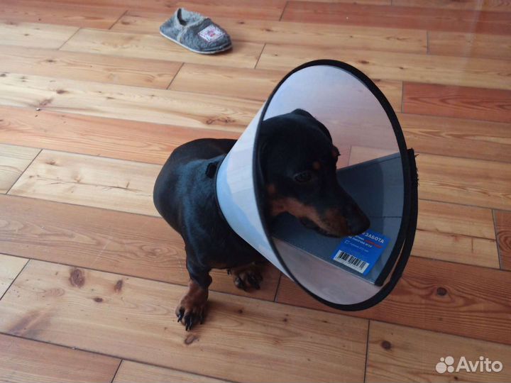 Воротник для собак глубина 200мм