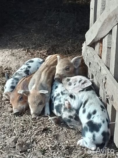 Поросята мангалица