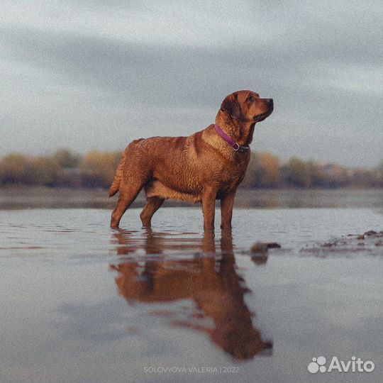 Щенки фокс ред лабрадора