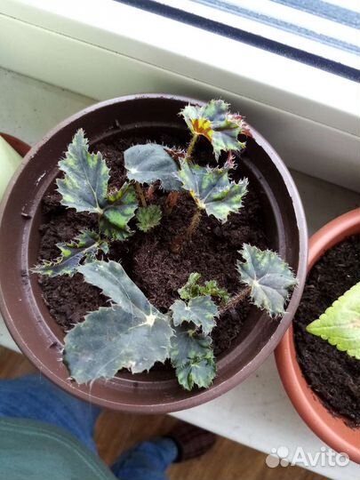 Бегония декоративно лиственная