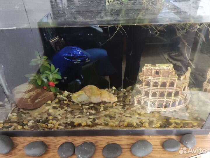 Аквариум