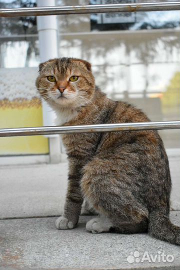 Шотландский кот в добрые руки