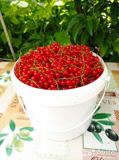 Крыжовник, йошта, красная смородина