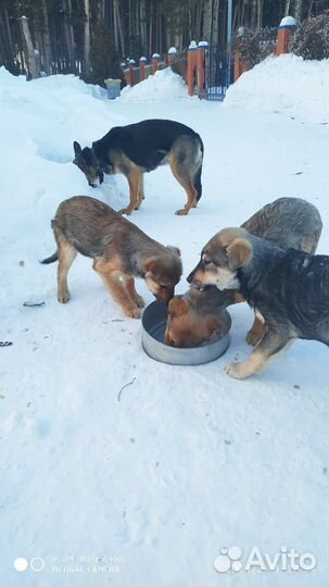 Собака в добрые руки отдам бесплатно