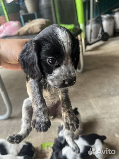 Щенки русского охотничего спаниеля