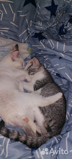 Отдам котят