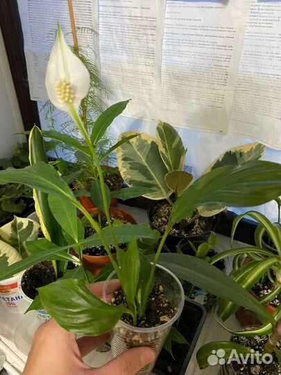 Комнатные цветы