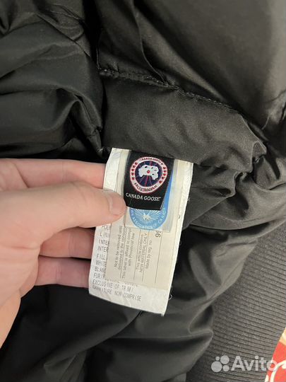 Canada goose chilliwack