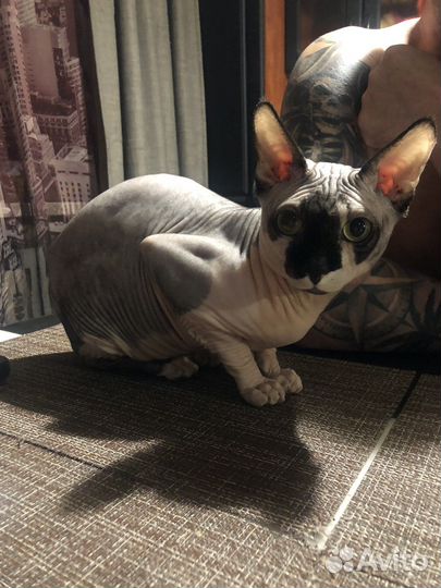 Канадский сфинкс вязка