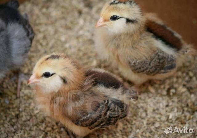 Цыплята породы амераукана и брама