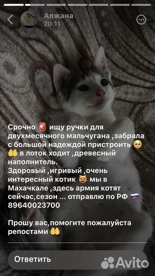 Котята