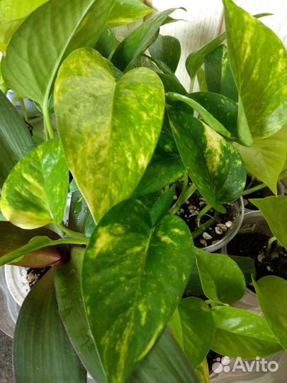 Сциндапсус золотистый / ауреум лиана