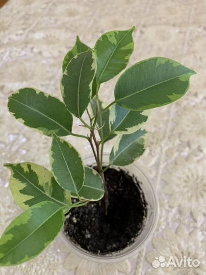 Фикусы 5 сортов