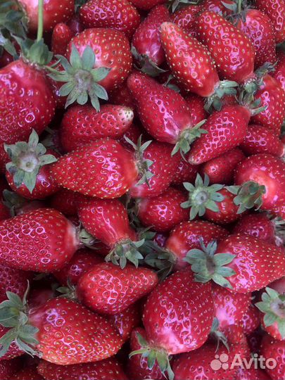 Рассада клубники альба