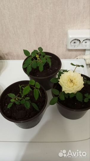 Кустовые розы