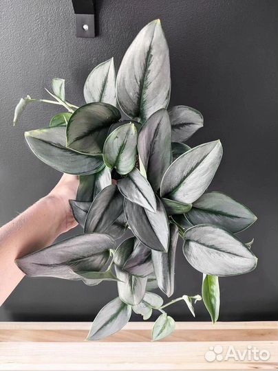 Сциндапсусы и эпипремнумы (лианы),сингониум