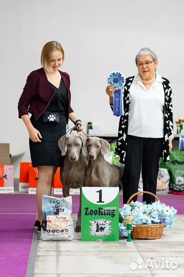 Хендлер, выставки собак, подготовка, показ