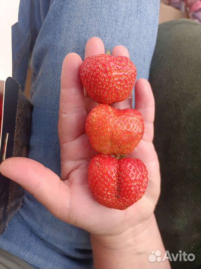 Рассада клубники