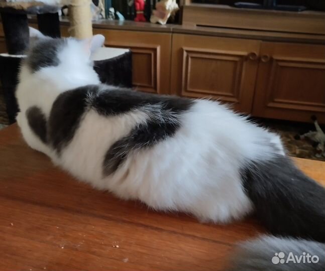 Кошка